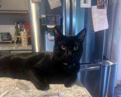 Reunited Male Cat last seen Kunkel Elementary, Middletown, PA 17057