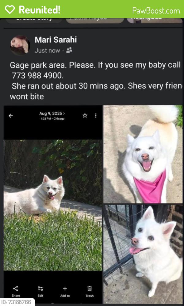 Reunited Female Dog last seen Near w 51st, Chicago, IL 60632