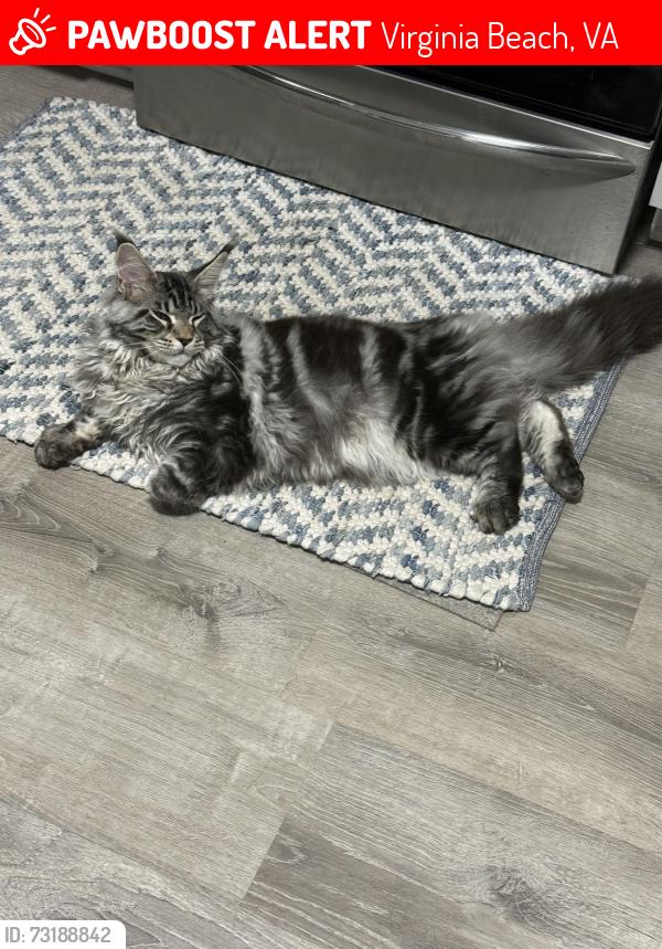 Lost Male Cat last seen Dwyer and Doppler, Virginia Beach, VA 23454