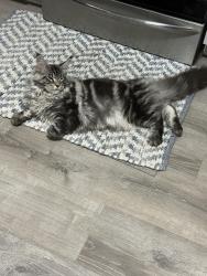 Lost Male Cat last seen Dwyer and Doppler, Virginia Beach, VA 23454