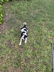 Lost Male Dog last seen Tulane avenue, Brownsville, TX 78520