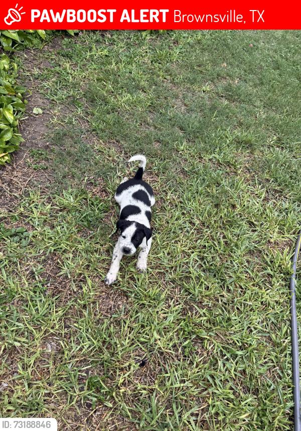 Lost Male Dog last seen Tulane avenue, Brownsville, TX 78520