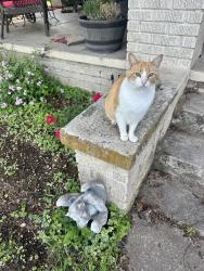 Reunited Male Cat last seen Golf course at fossil creek, Fort Worth, TX 76137