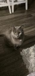 Reunited Female Cat last seen Eisenhower, Loveland, CO 80537