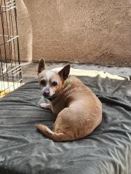 Reunited Female Dog last seen Trask and newland, Garden Grove, CA 92841