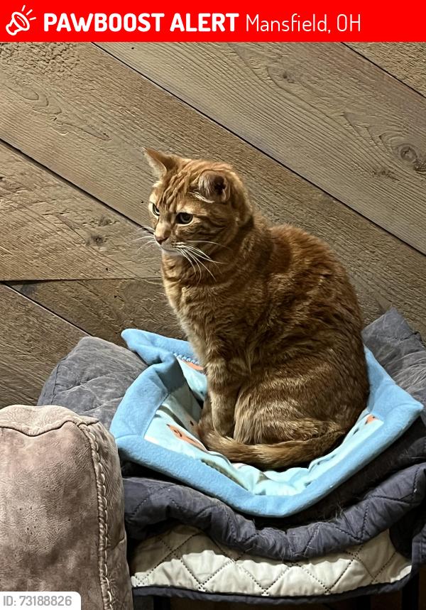 Deceased Male Cat last seen Ranchwood neighborhood/ Malabar school area, Mansfield, OH 44907
