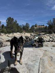 Lost Male Dog last seen Rosedale hwy & heath road, Bakersfield, CA 93314