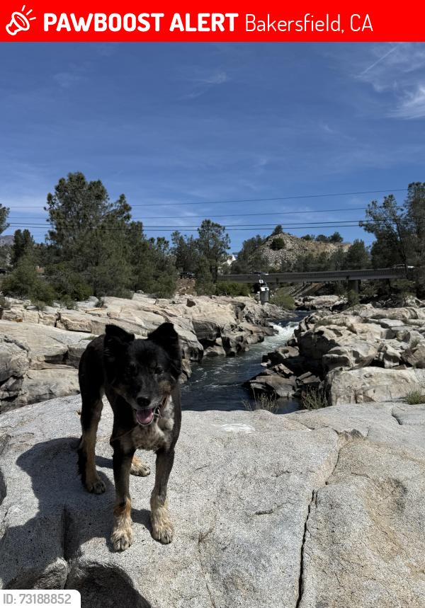 Lost Male Dog last seen Rosedale hwy & heath road, Bakersfield, CA 93314