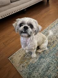 Reunited Male Dog last seen McKendree Park, Houston, TX 77041