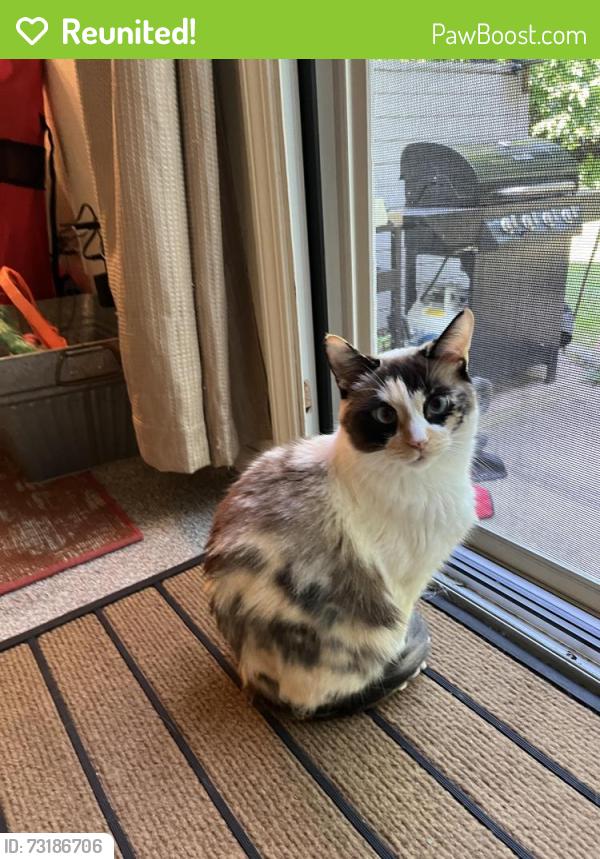 Reunited Female Cat last seen St Michael’s ct, near Regal Surface & Stone, Bruce Township, MI 48065