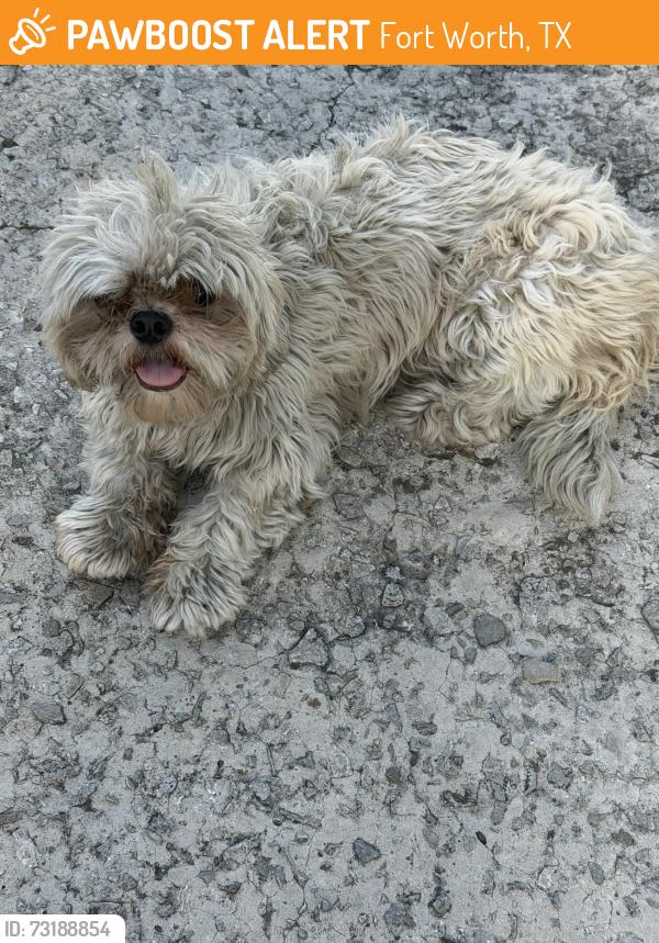 Found/Stray Female Dog last seen Angle and Long Street, Fort Worth, TX 76164