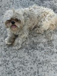 Found/Stray Female Dog last seen Angle and Long Street, Fort Worth, TX 76164