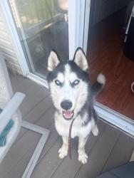 Reunited Male Dog last seen Illinois Ave, Trenton Ave School 25, Paterson, NJ 07503