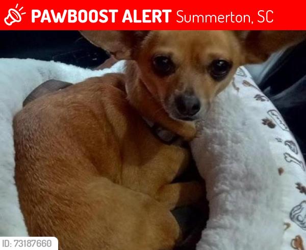 Lost Male Dog last seen quarter mile from sharp curb toward silver, Summerton, SC 29148
