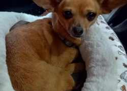 Lost Male Dog last seen quarter mile from sharp curb toward silver, Summerton, SC 29148