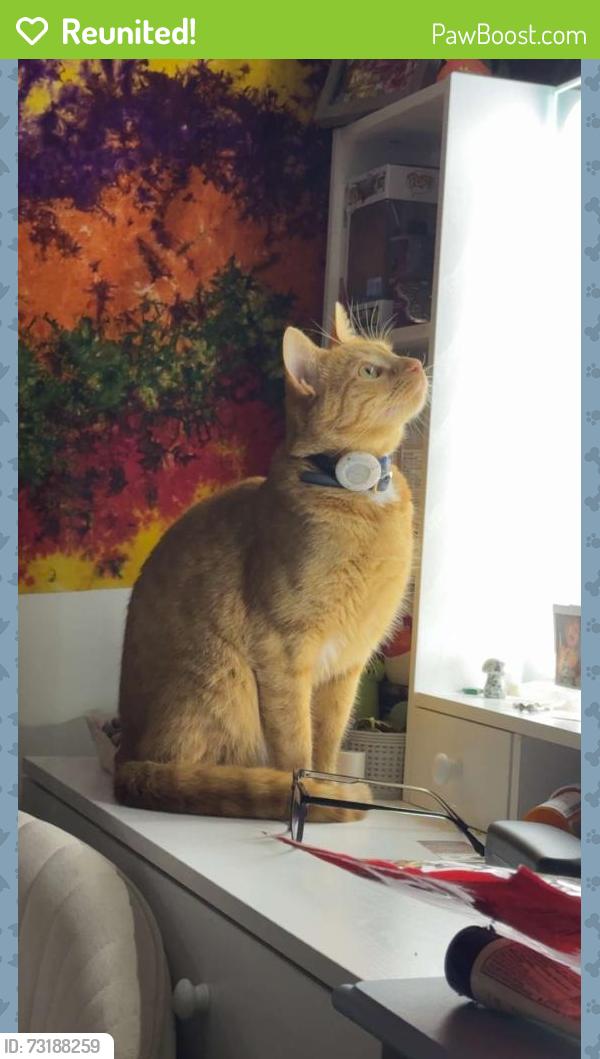 Reunited Female Cat last seen Lynda lane and fox rd, Drums, PA 18222