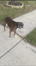 Reunited Unknown Dog last seen Smithfield and North Tarrant, North Richland Hills, TX 76182