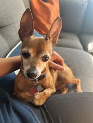Reunited Male Dog last seen 14th & Cedar St, Santa Monica, CA 90405