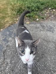 Reunited Unknown Cat last seen Cascade and east beltline area, Grand Rapids, MI 49506