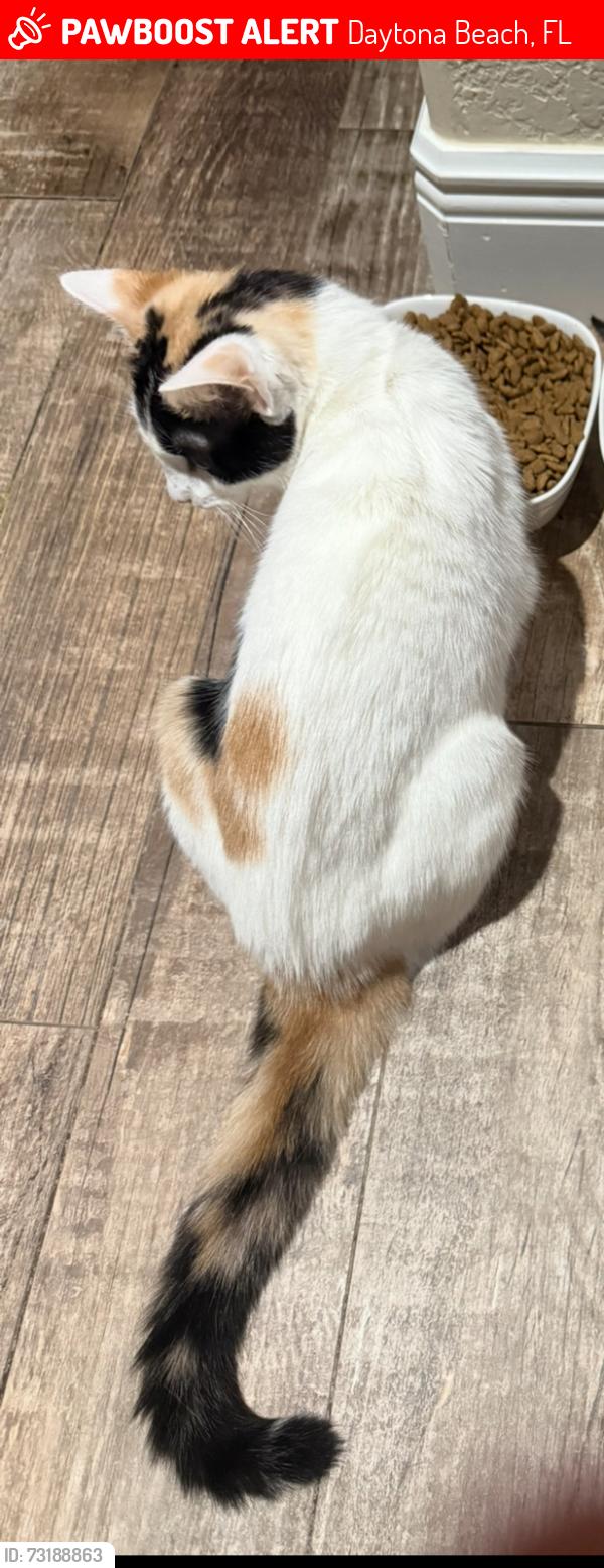 Lost Female Cat last seen Near Th st, Daytona Beach, FL 32117