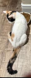 Lost Female Cat last seen Near Th st, Daytona Beach, FL 32117