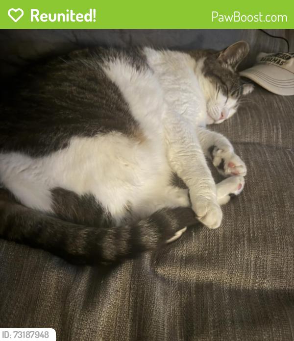 Reunited Male Cat last seen Northgate, brookside heights, Elinora drive Conklin town road, Wanaque, NJ 07465