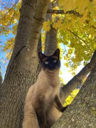 Lost Male Cat last seen Gray Road, Traverse City, MI 49686