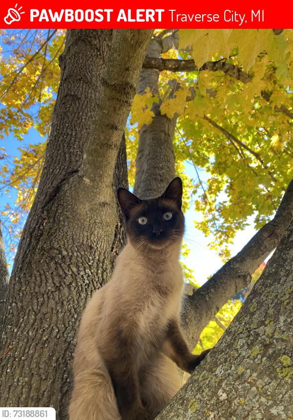 Lost Male Cat last seen Gray Road, Traverse City, MI 49686
