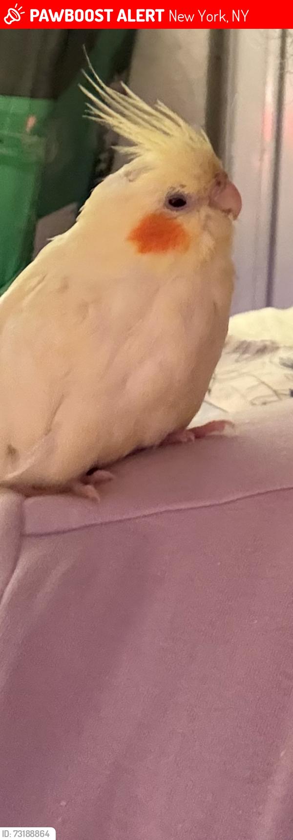Lost Female Bird last seen 8th and 9th Avenues, New York, NY 10011