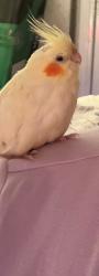 Lost Female Bird last seen 8th and 9th Avenues, New York, NY 10011