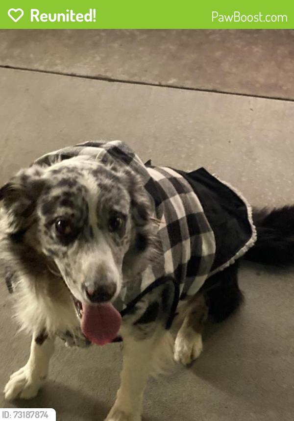 Reunited Male Dog last seen san francisco, San Francisco, CA 94102