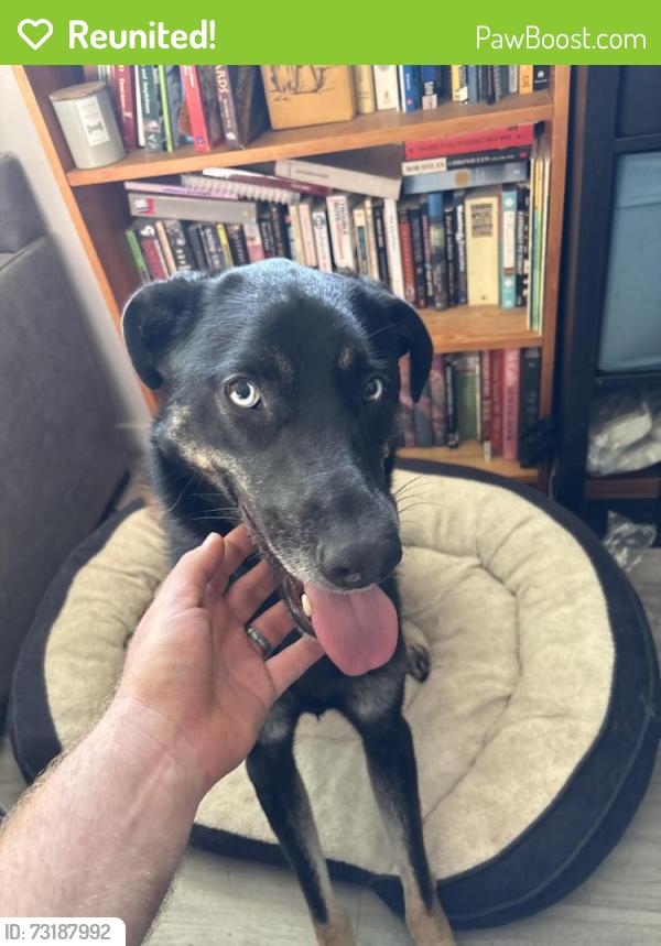 Reunited Male Dog last seen Hawthorne and Lomita, Torrance, CA 90505