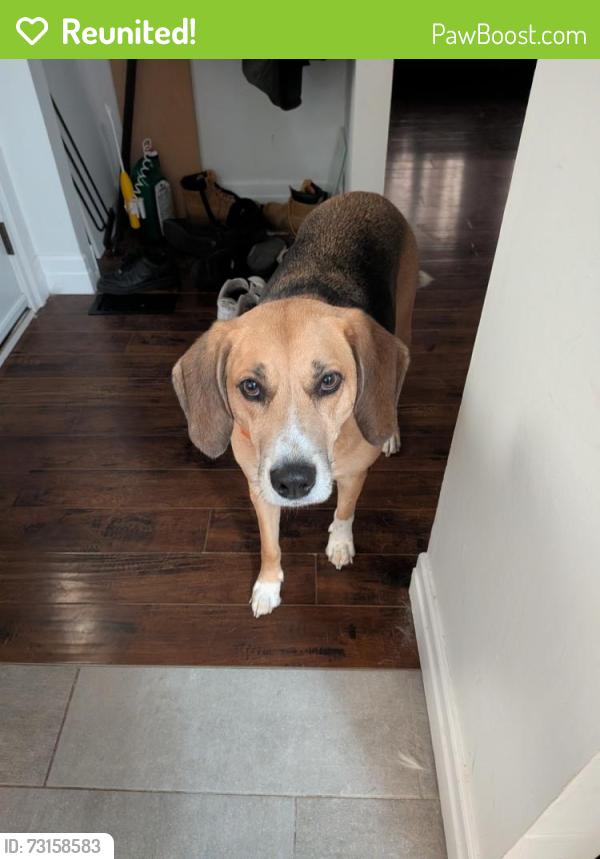 Reunited Male Dog last seen Near Elgin Street north, Cambridge, ON N1R 6A1