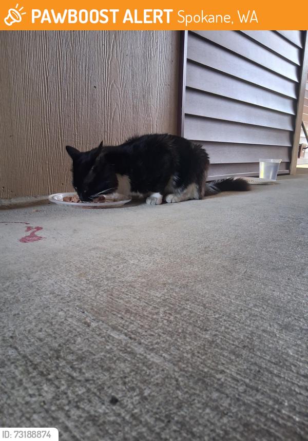 Found/Stray Unknown Cat last seen Building G, Spokane, WA 99224