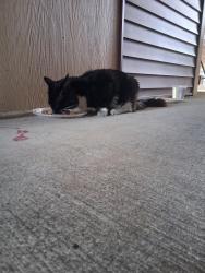 Found/Stray Unknown Cat last seen Building G, Spokane, WA 99224