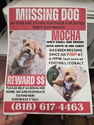 Reunited Female Dog last seen Near Cobalt St, Sylmar, CA 91342, USA, Los Angeles, CA 91342