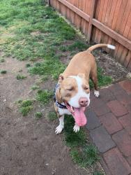 Found/Stray Male Dog last seen Fred Meyer on State Ave in Marysville, Marysville, WA 98270