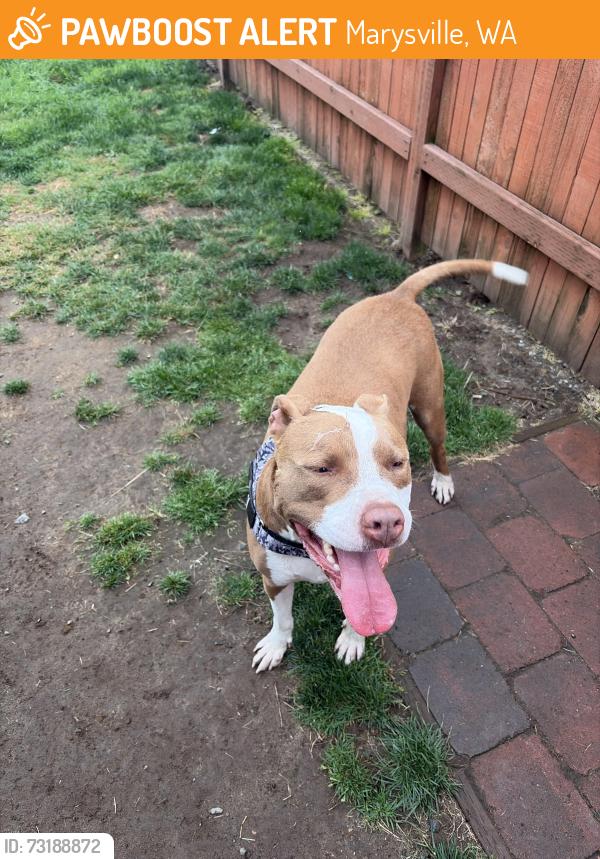 Found/Stray Male Dog last seen Fred Meyer on State Ave in Marysville, Marysville, WA 98270