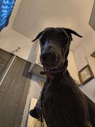 Lost Female Dog last seen 21st and Byers, Oklahoma City, OK 73129