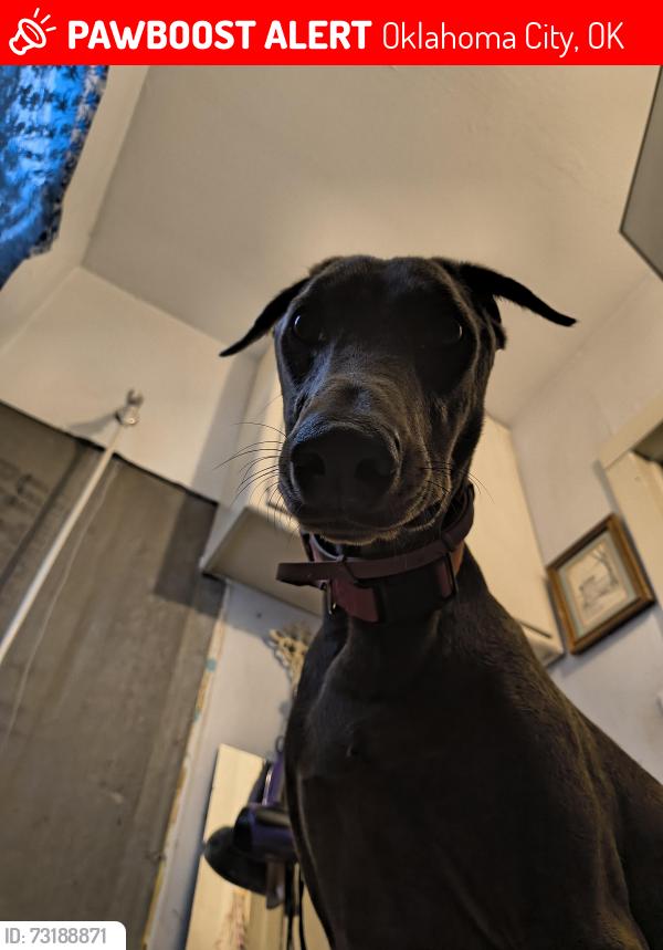 Lost Female Dog last seen 21st and Byers, Oklahoma City, OK 73129