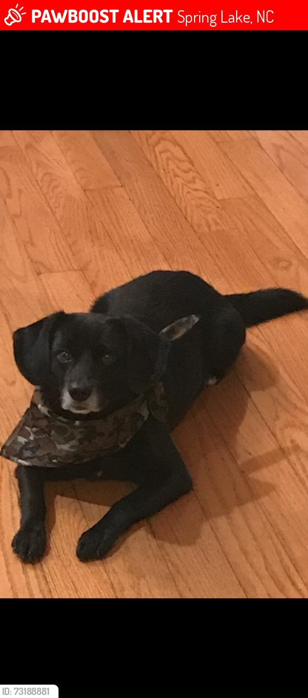 Lost Male Dog last seen Alexander lane /Duncan rd, Spring Lake, NC 28390
