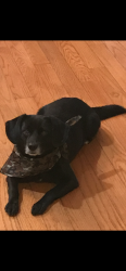 Lost Male Dog last seen Alexander lane /Duncan rd, Spring Lake, NC 28390