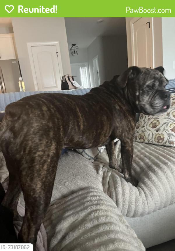 Reunited Female Dog last seen Near police station on Pactolus Hwy, Greenville, NC 27834