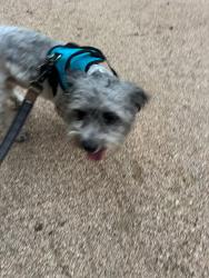 Reunited Unknown Dog last seen Sunset dr cleburne, Cleburne, TX 76033
