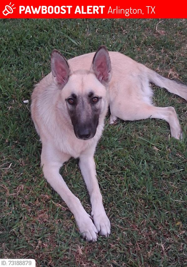 Lost Female Dog last seen Pioneer & Center, Arlington, TX 76010