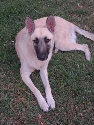 Lost Female Dog last seen Pioneer & Center, Arlington, TX 76010
