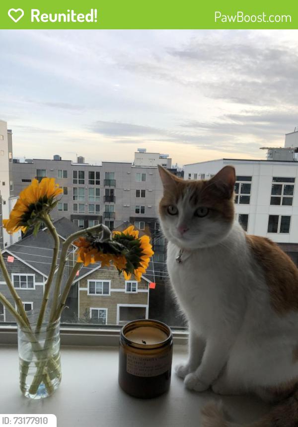 Reunited Female Cat last seen Roosevelt Ave & Sherman St, Tacoma, WA 98404