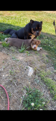 Lost Male Dog last seen George York Rd, Randolph County, NC 27317