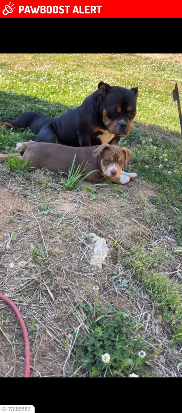 Lost Male Dog last seen George York Rd, Randolph County, NC 27317