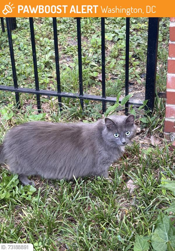 Found/Stray Unknown Cat last seen Near w st, Washington, DC 20009